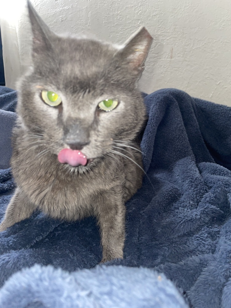 Blade, an adoptable Domestic Medium Hair in Jemez Pueblo, NM, 87024 | Photo Image 3
