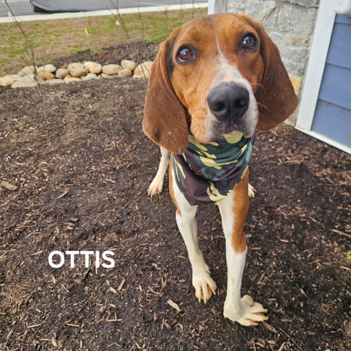 Ottis 2