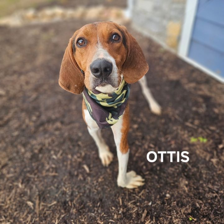 Ottis 3