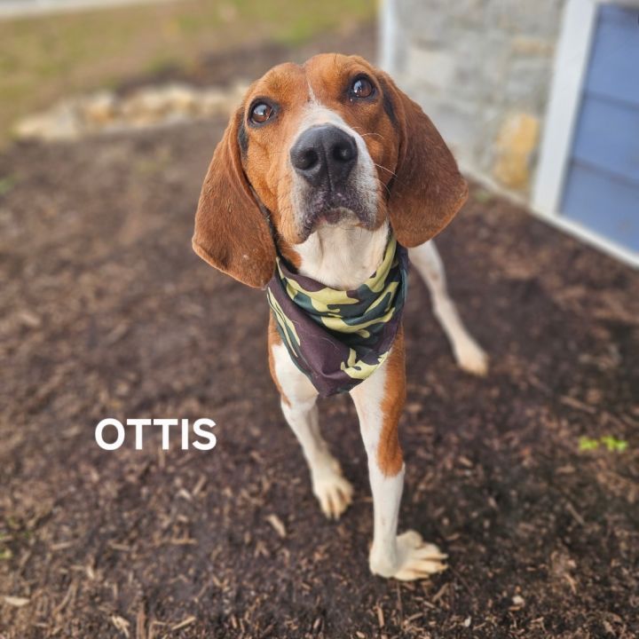 Ottis 4