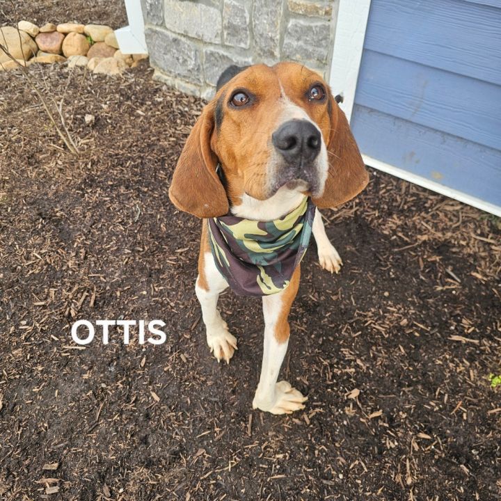 Ottis 5