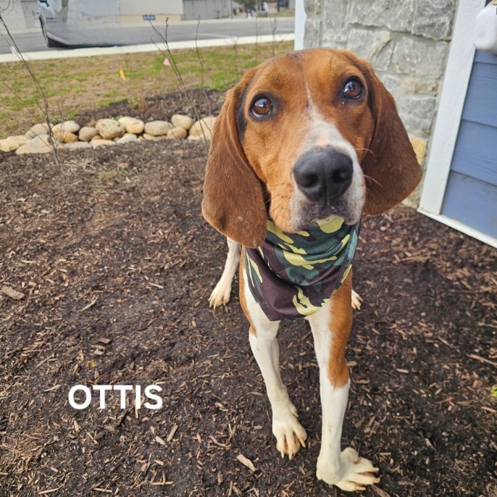 Ottis 6