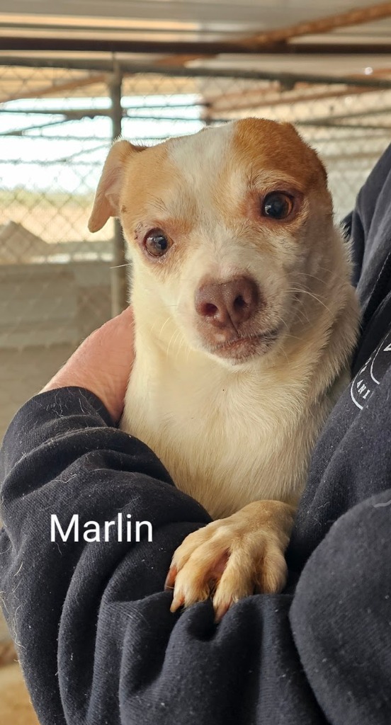Marlin