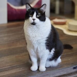 Basil