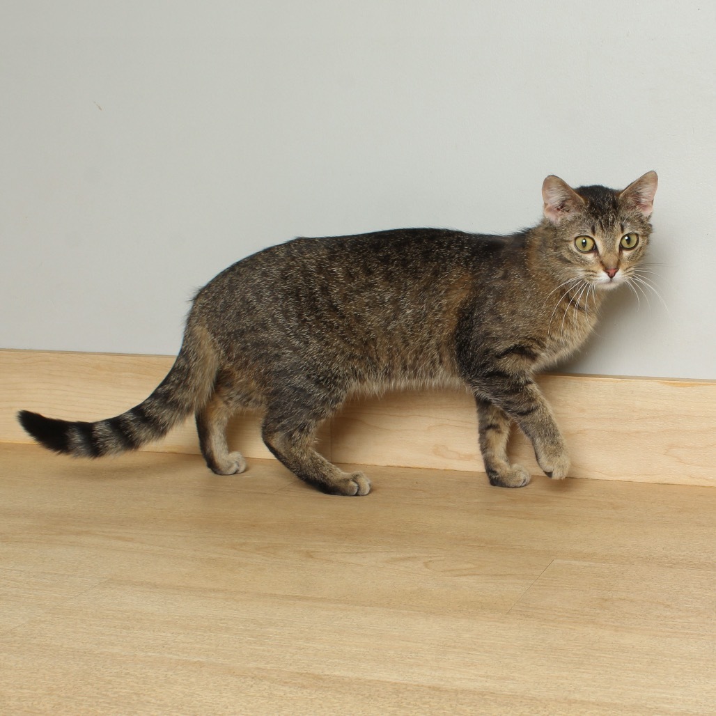 Gracie C64236
