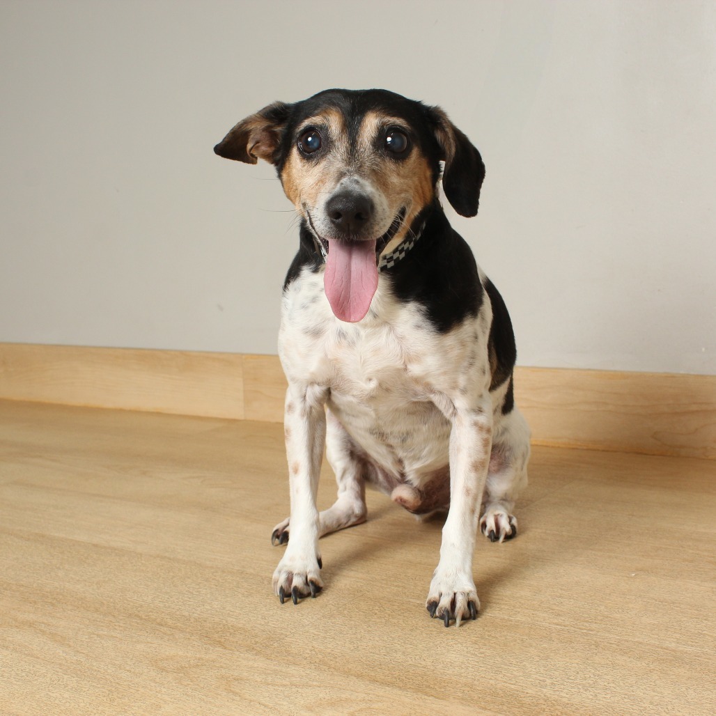 Dobby D64648