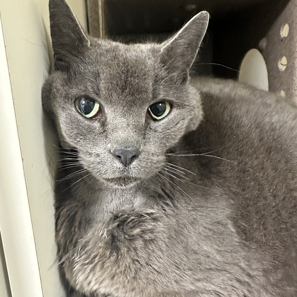 4/7/25 W. Colonial Ave Stray