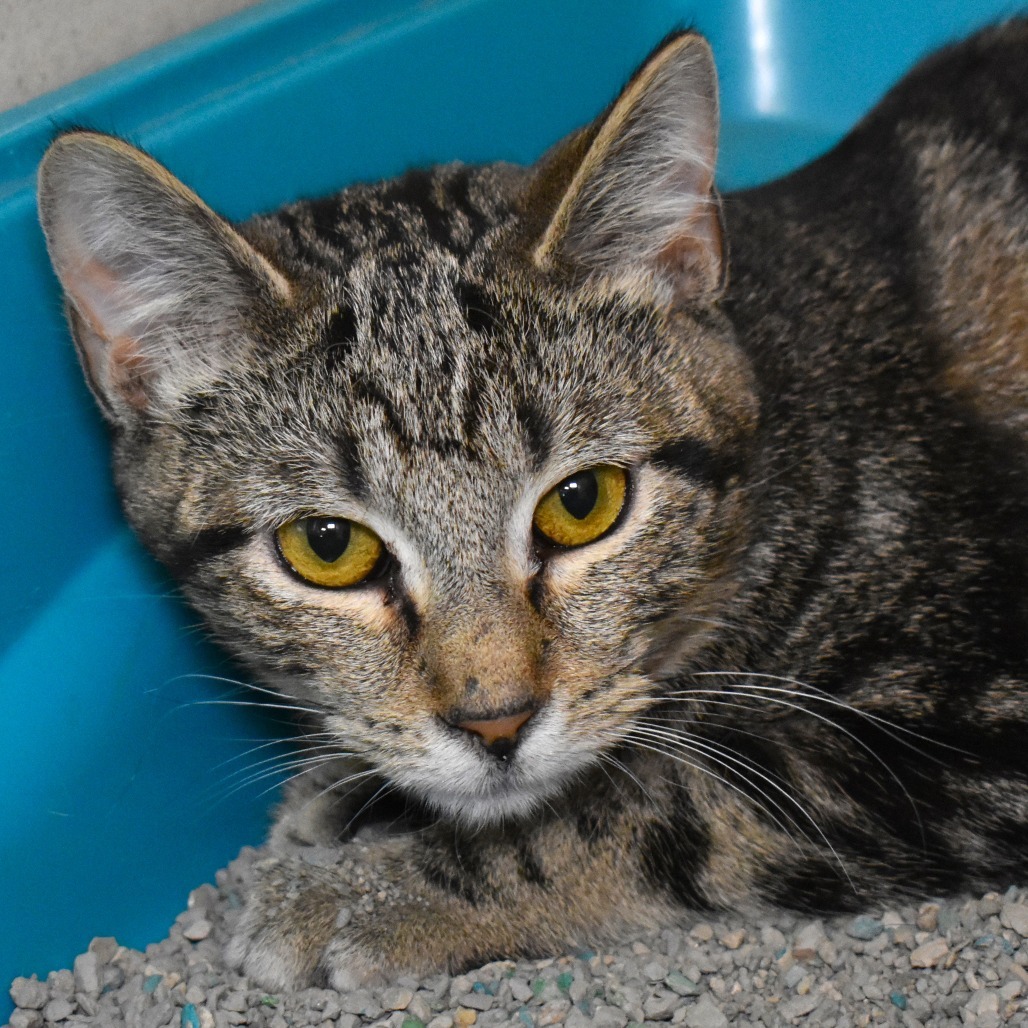 Freeze pop, an adoptable Domestic Short Hair in Rifle, CO, 81650 | Photo Image 1