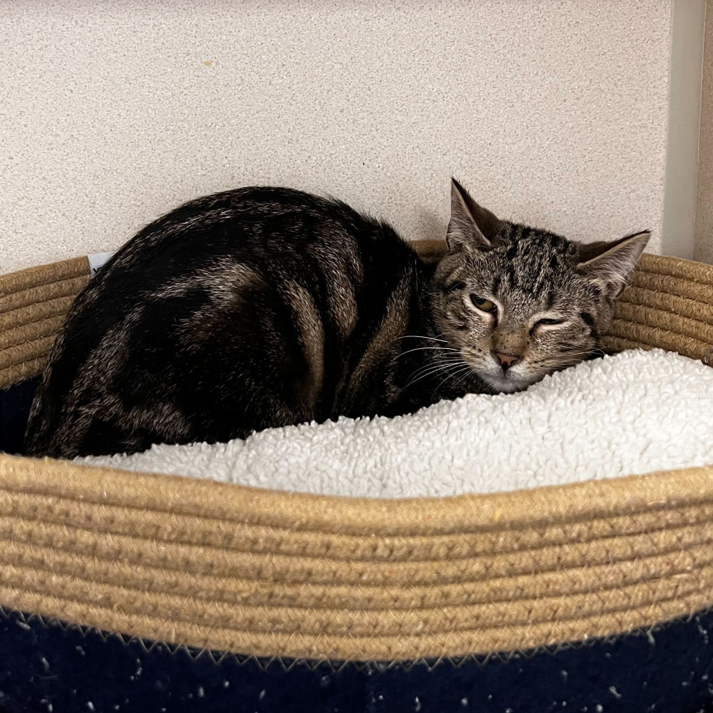 Freeze pop, an adoptable Domestic Short Hair in Rifle, CO, 81650 | Photo Image 2
