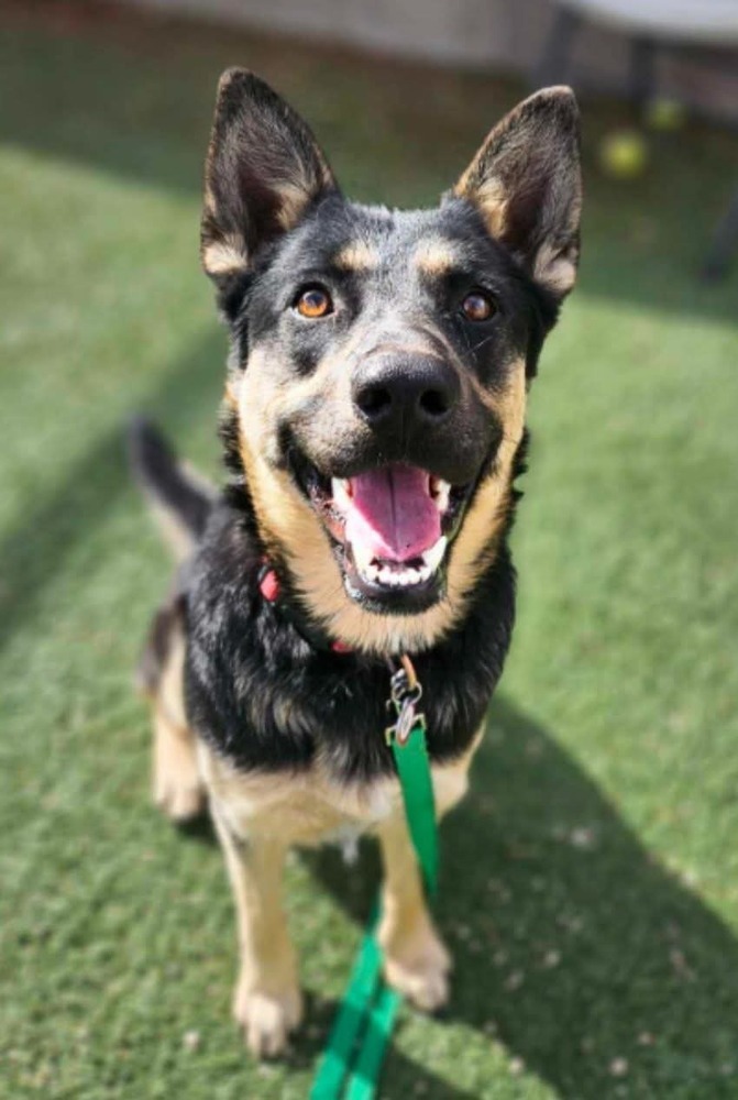 Elsa, an adoptable Pumi in Cortez, CO, 81321 | Photo Image 1