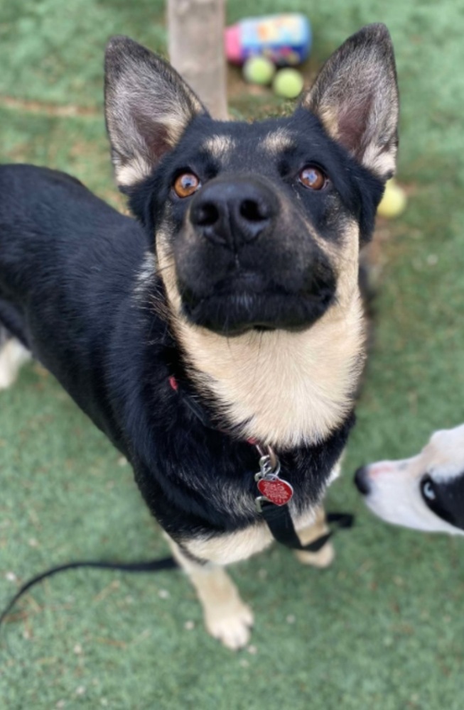 Elsa, an adoptable Pumi in Cortez, CO, 81321 | Photo Image 2