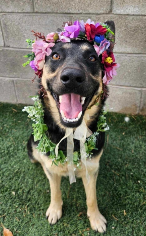 Elsa, an adoptable Pumi in Cortez, CO, 81321 | Photo Image 3