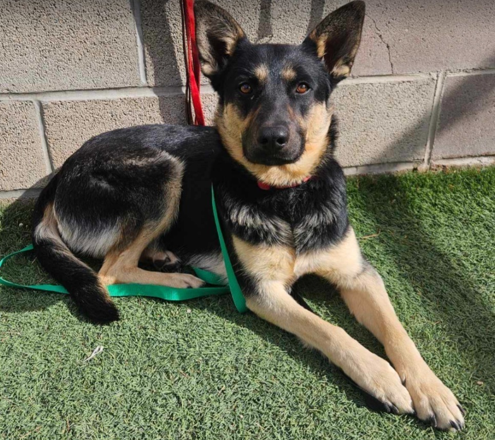 Elsa, an adoptable Pumi in Cortez, CO, 81321 | Photo Image 4
