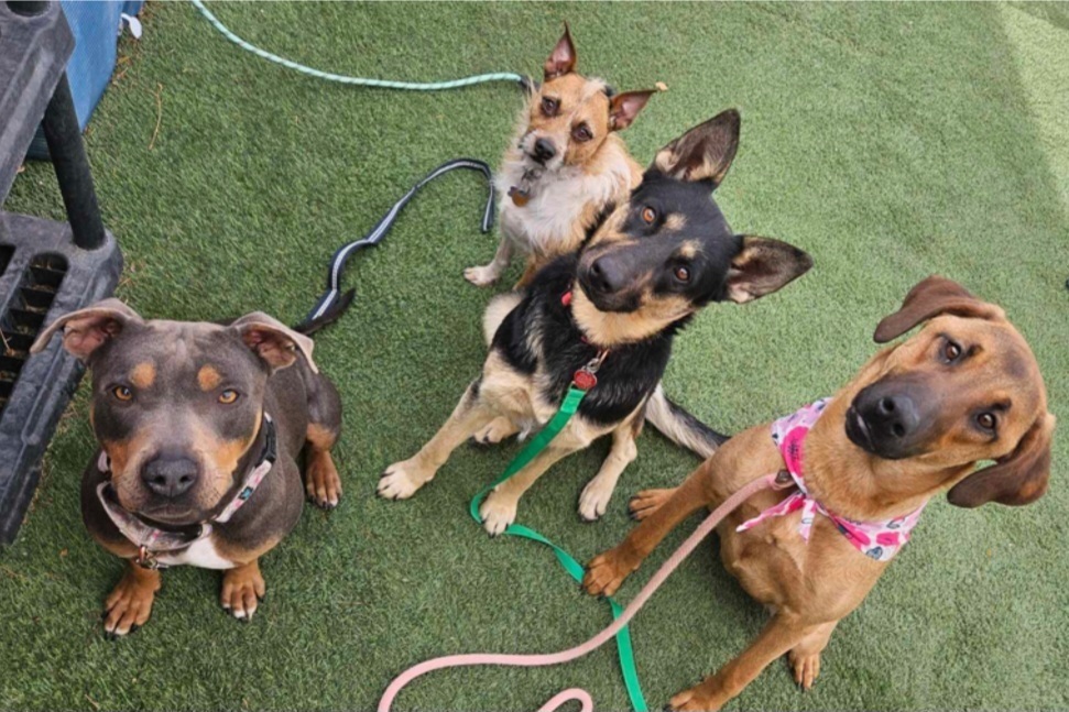Elsa, an adoptable Pumi in Cortez, CO, 81321 | Photo Image 5