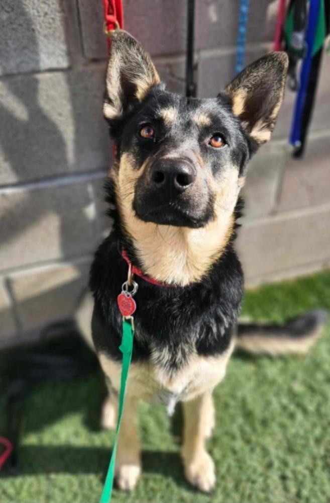 Elsa, an adoptable Pumi in Cortez, CO, 81321 | Photo Image 6