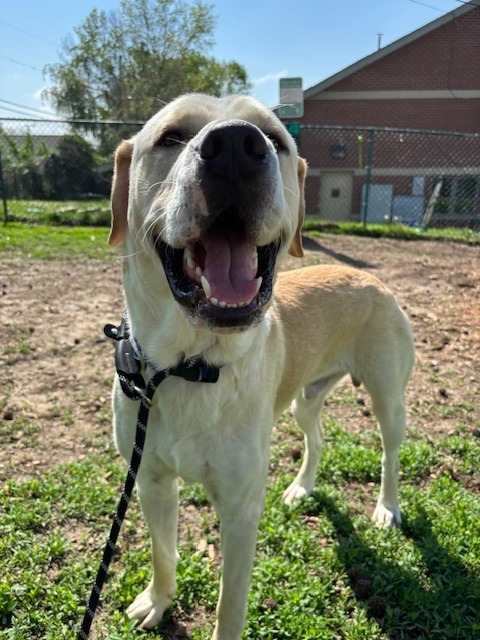 Zeus-Lee