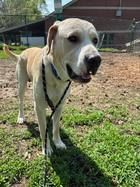 Zeus-Lee