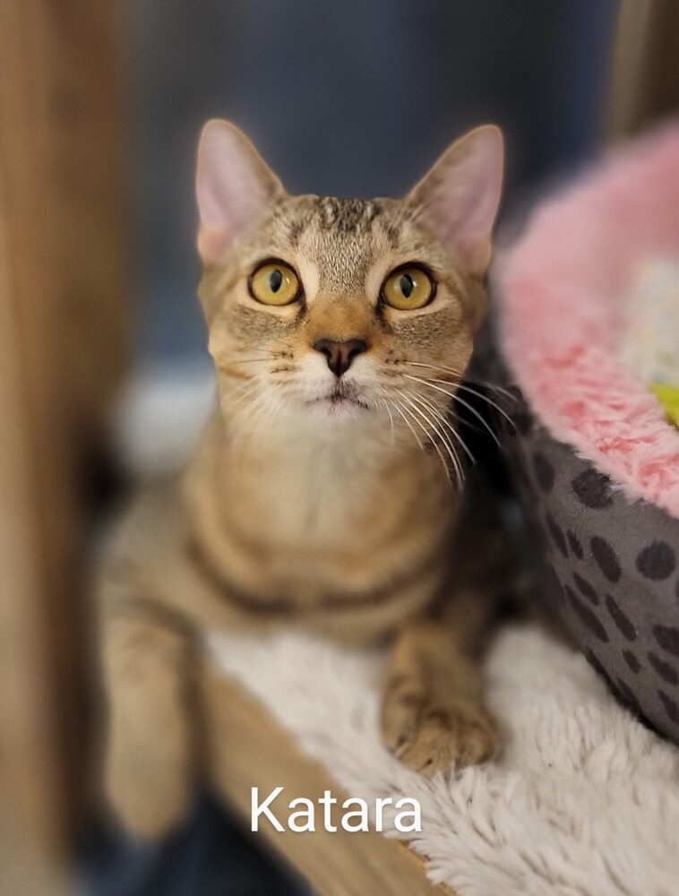 Katara, an adoptable Domestic Short Hair, Abyssinian in Brandon, FL, 33511 | Photo Image 1