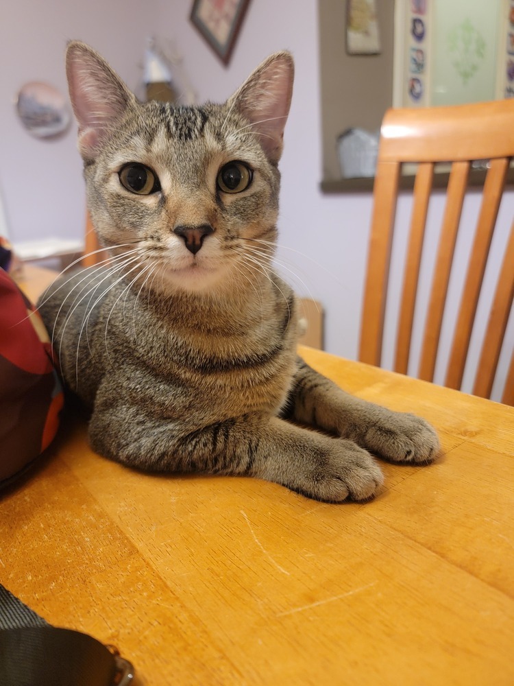 Katara, an adoptable Domestic Short Hair, Abyssinian in Brandon, FL, 33511 | Photo Image 2