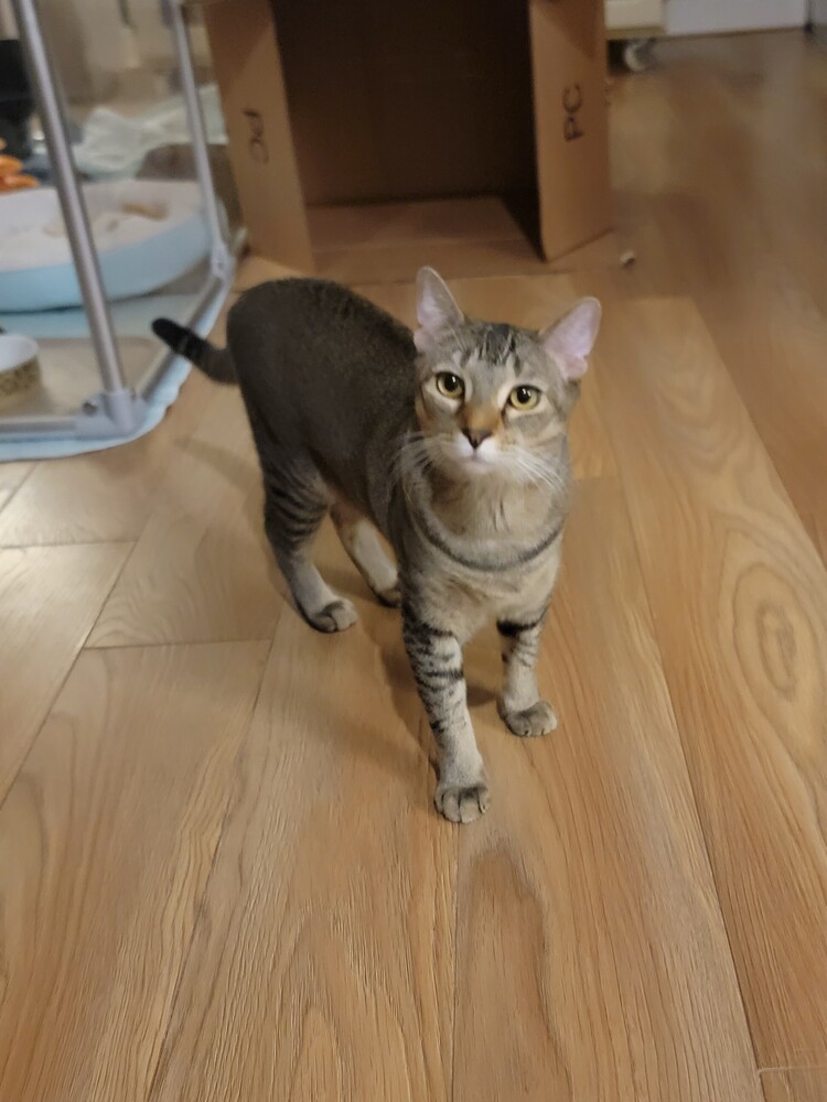 Katara, an adoptable Domestic Short Hair, Abyssinian in Brandon, FL, 33511 | Photo Image 3