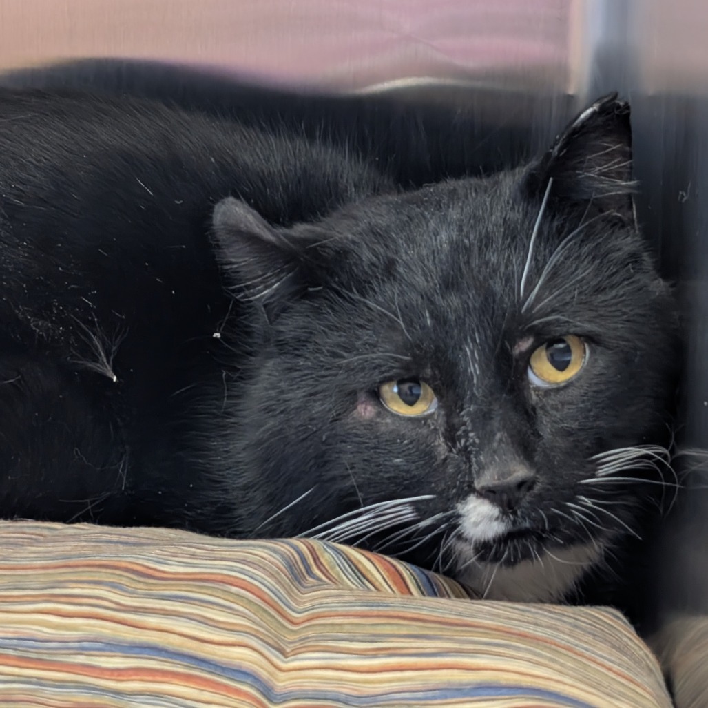 Peter, an adoptable Domestic Short Hair in Wadena, MN, 56482 | Photo Image 2