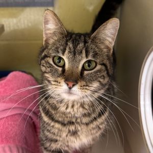 Stink Bug (Critter Barn), Adult Female Domestic Short Hair