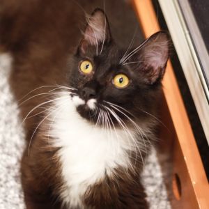 Sprout, Young Male Domestic Medium Hair