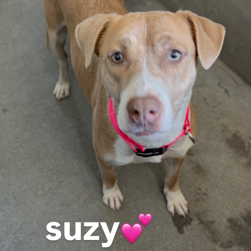 Suzy A2188646