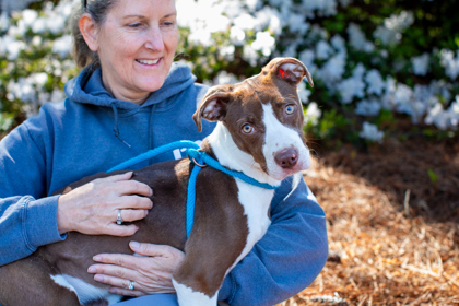 Handy Nandy (in foster)
