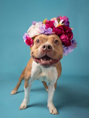 Meet Goddess - the name says it all This 4-year-old sweetheart is the full package cuddly playful