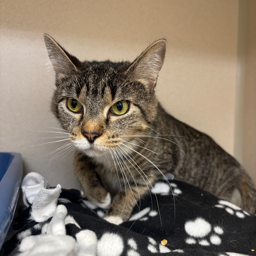 Angel, an adoptable Domestic Short Hair in Great Falls, MT, 59404 | Photo Image 1