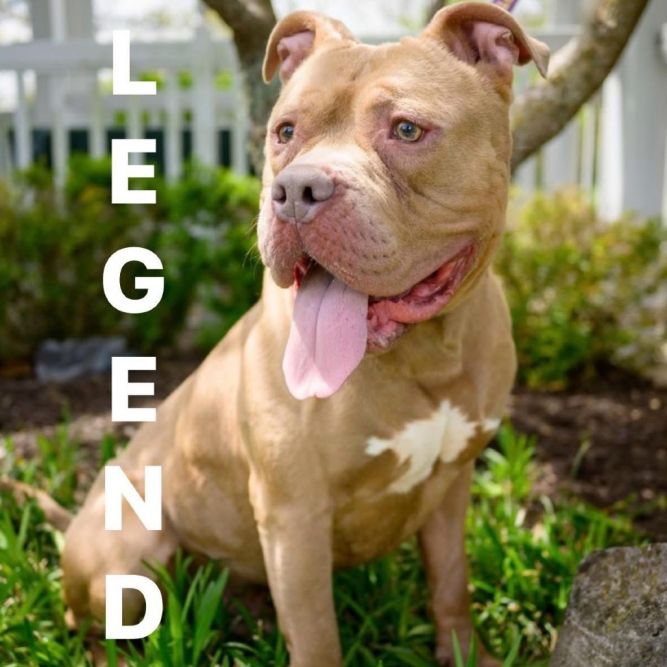 LEGEND (Tank)