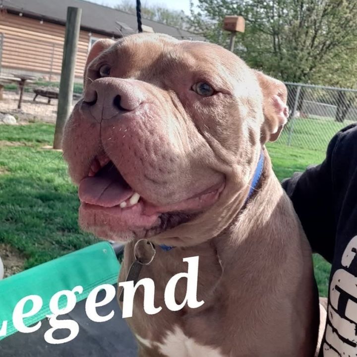 LEGEND (Tank) 4