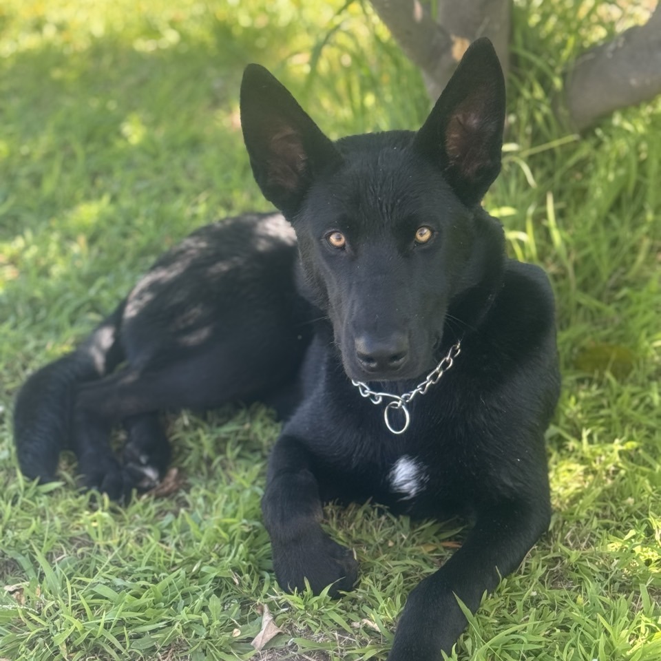 Arlo
