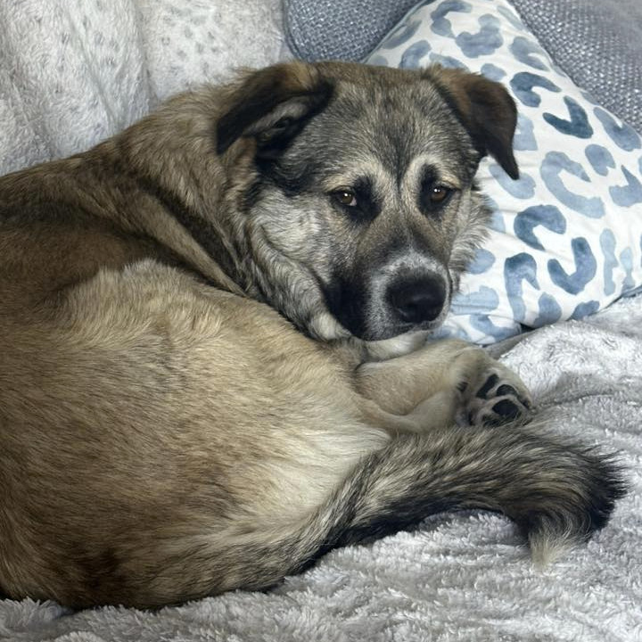 Teddy 4