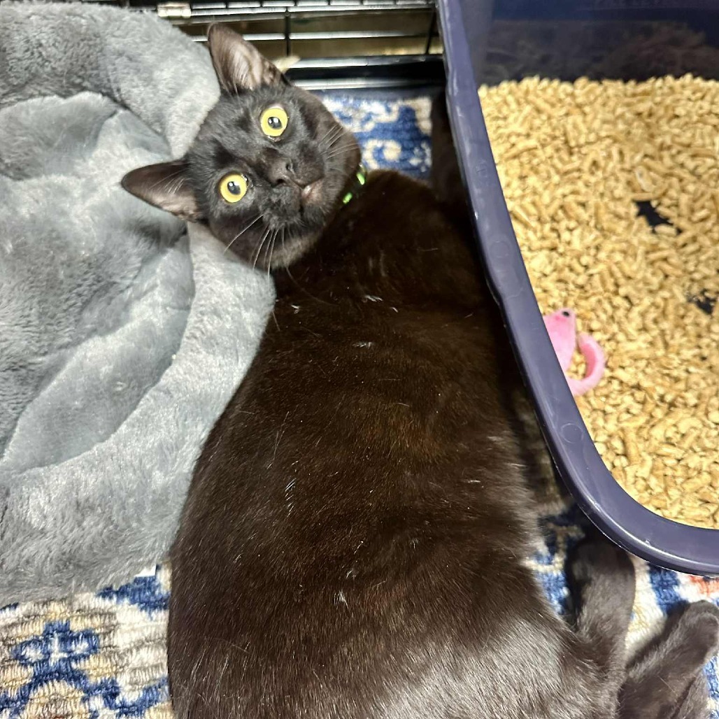 Buckle ~Sullivan Petsense~