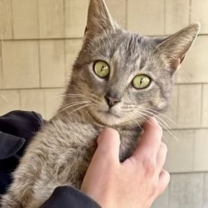 Freya Tabby Cat