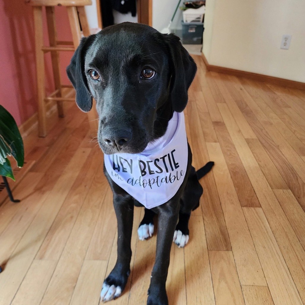 Wrenlee, an adoptable Plott Hound, Mixed Breed in Tomah, WI, 54660 | Photo Image 1