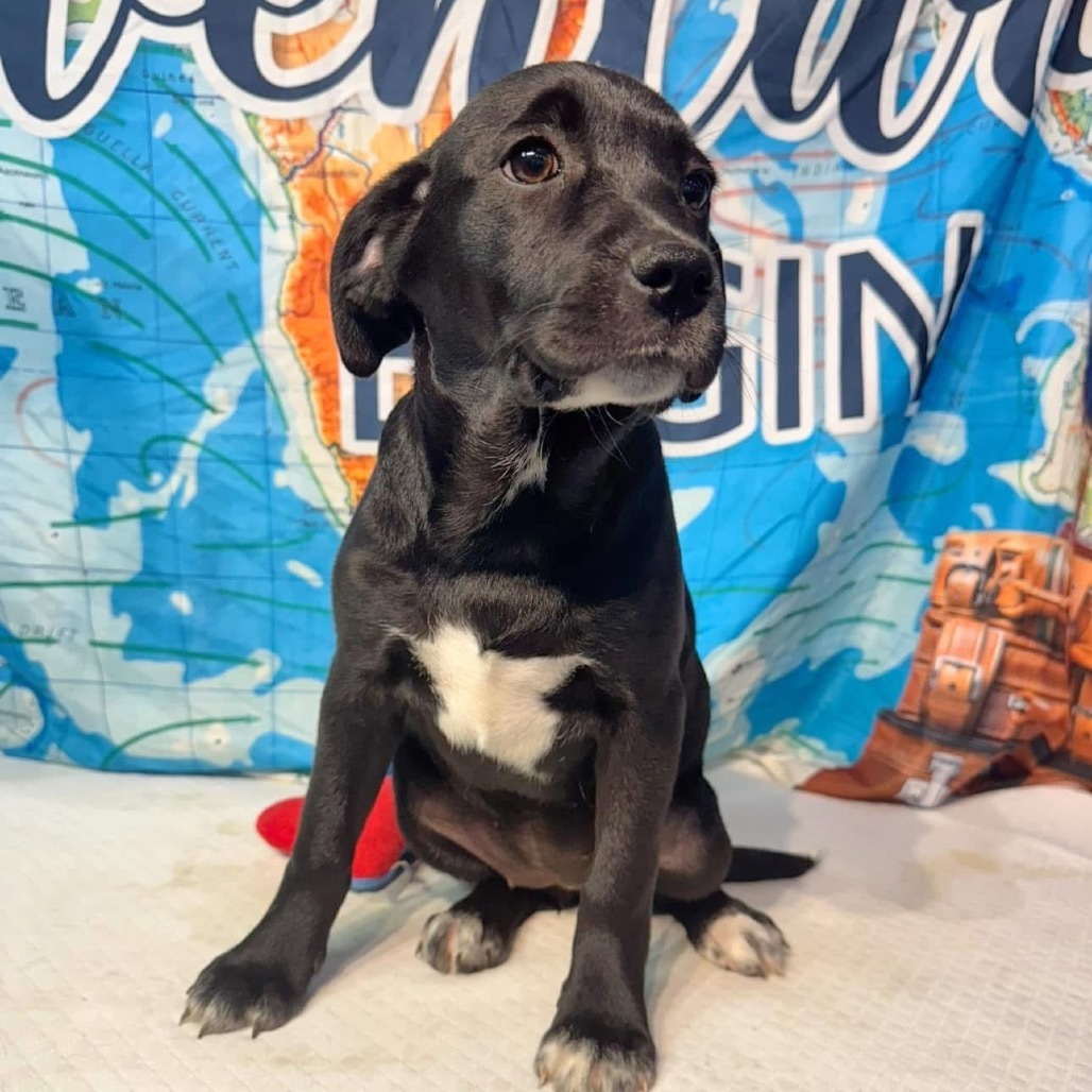 Wrenlee, an adoptable Plott Hound, Mixed Breed in Tomah, WI, 54660 | Photo Image 2