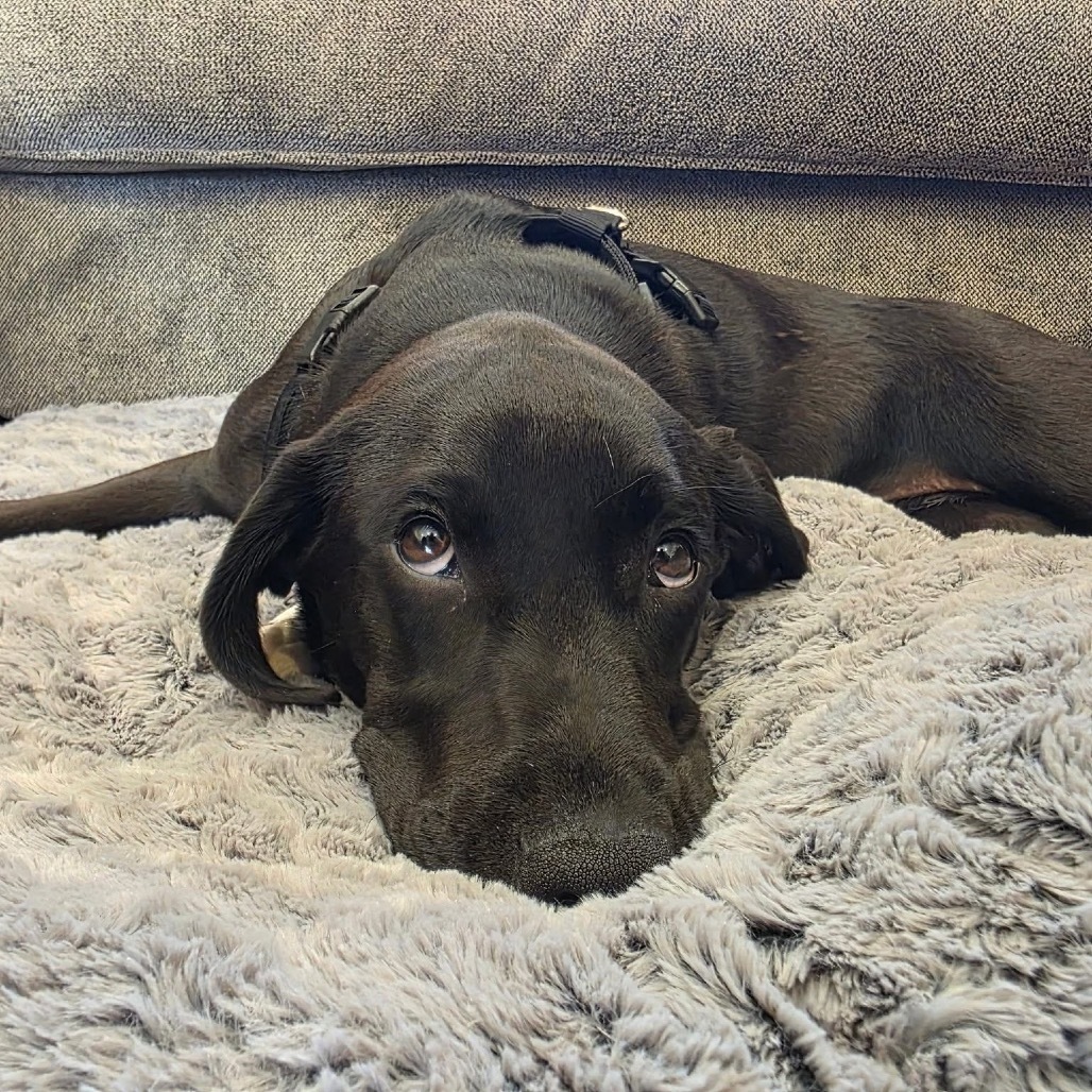 Wrenlee, an adoptable Plott Hound, Mixed Breed in Tomah, WI, 54660 | Photo Image 3