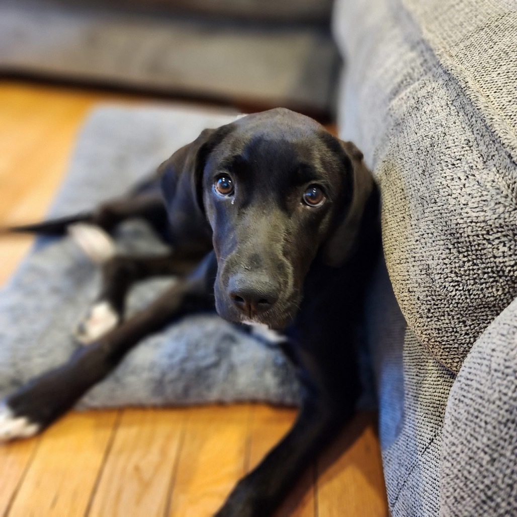 Wrenlee, an adoptable Plott Hound, Mixed Breed in Tomah, WI, 54660 | Photo Image 4