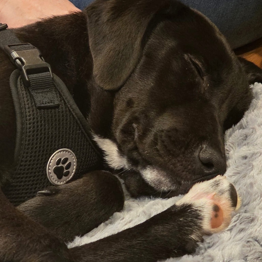 Wrenlee, an adoptable Plott Hound, Mixed Breed in Tomah, WI, 54660 | Photo Image 5