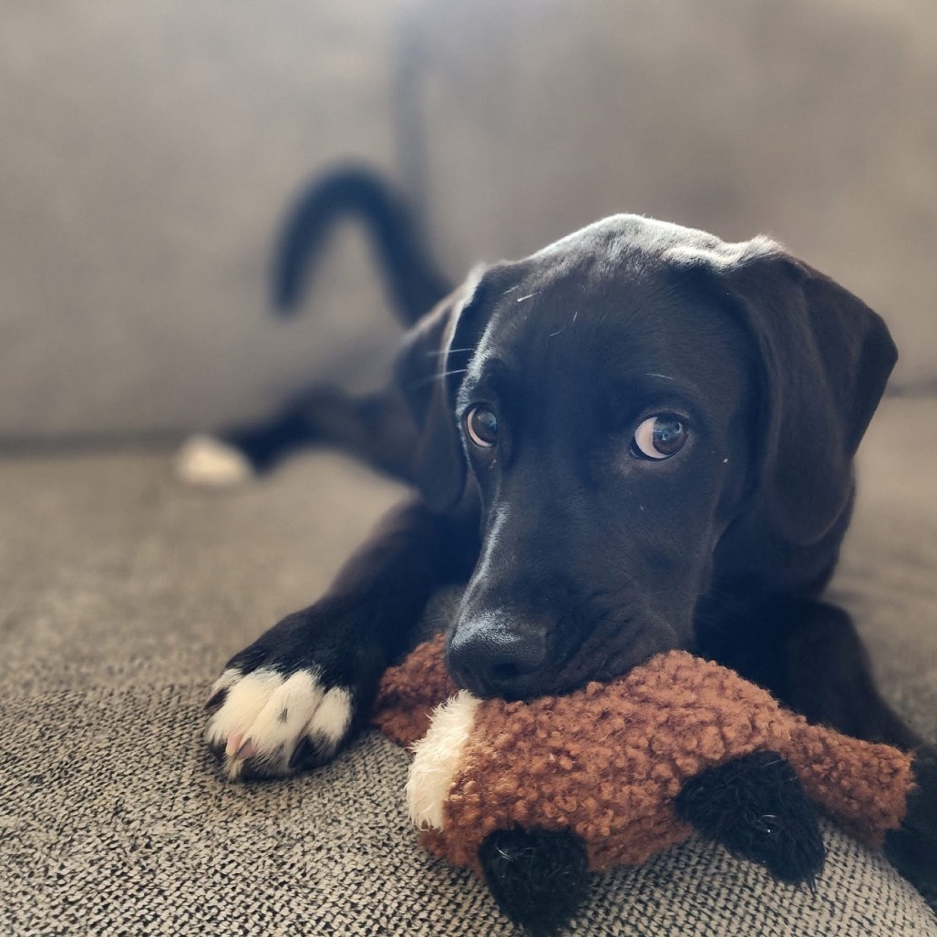 Wrenlee, an adoptable Plott Hound, Mixed Breed in Tomah, WI, 54660 | Photo Image 6