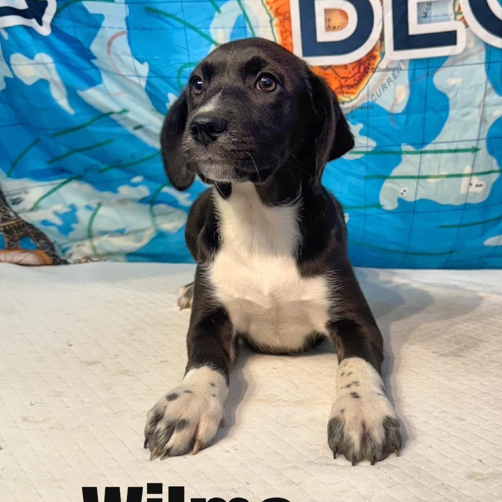 Wilma