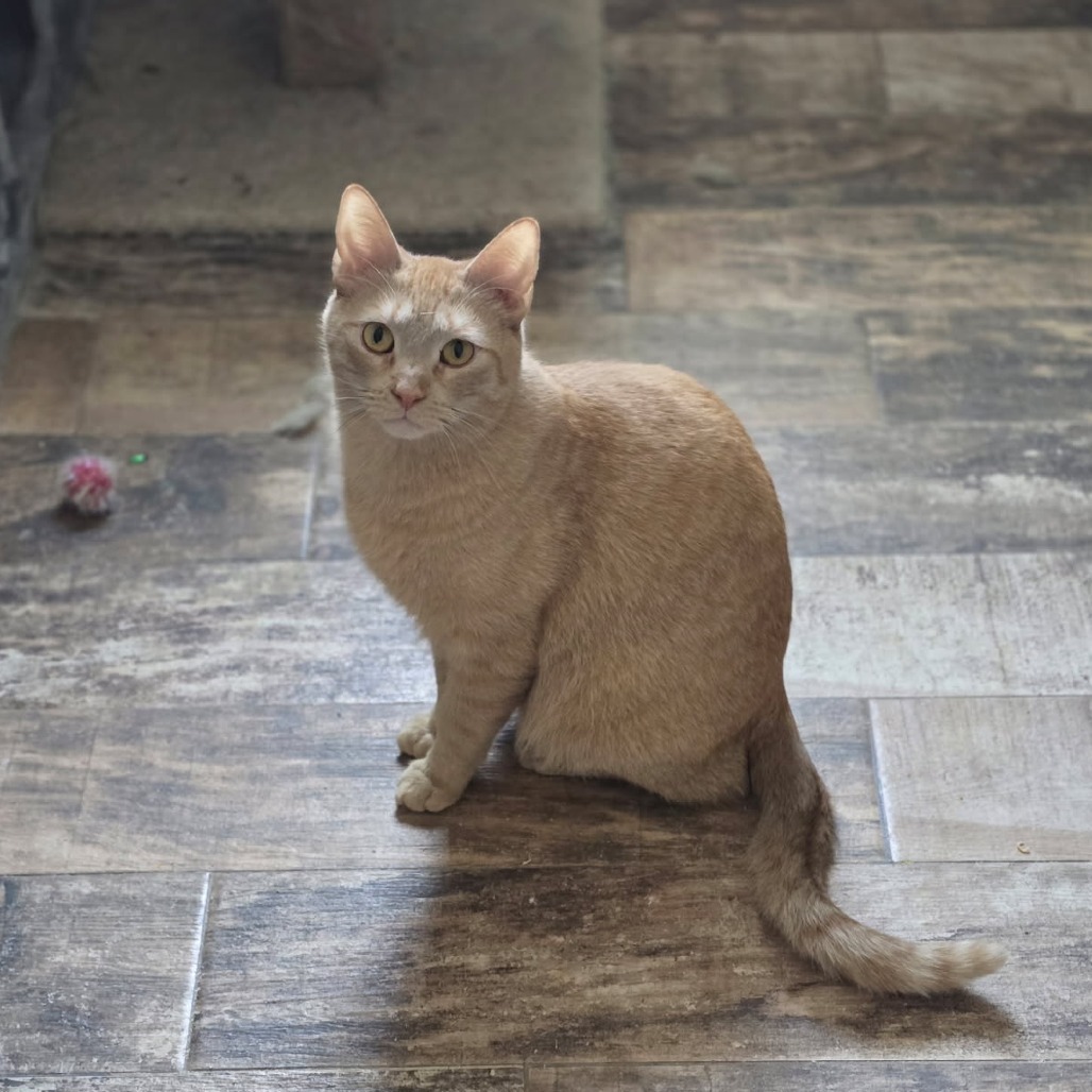 Kit Kat, an adoptable Domestic Short Hair in Midland, TX, 79701 | Photo Image 1