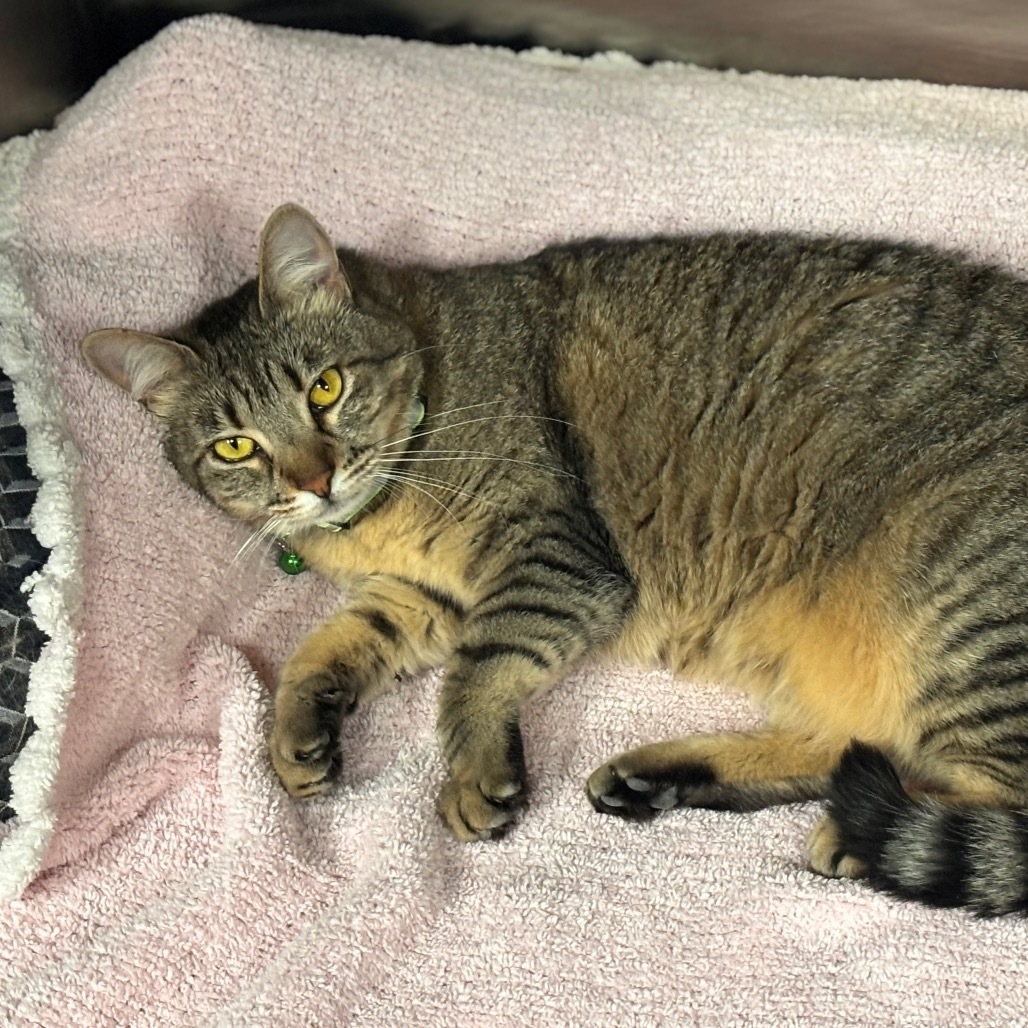 Whiskas, an adoptable Domestic Short Hair in Midland, TX, 79701 | Photo Image 1