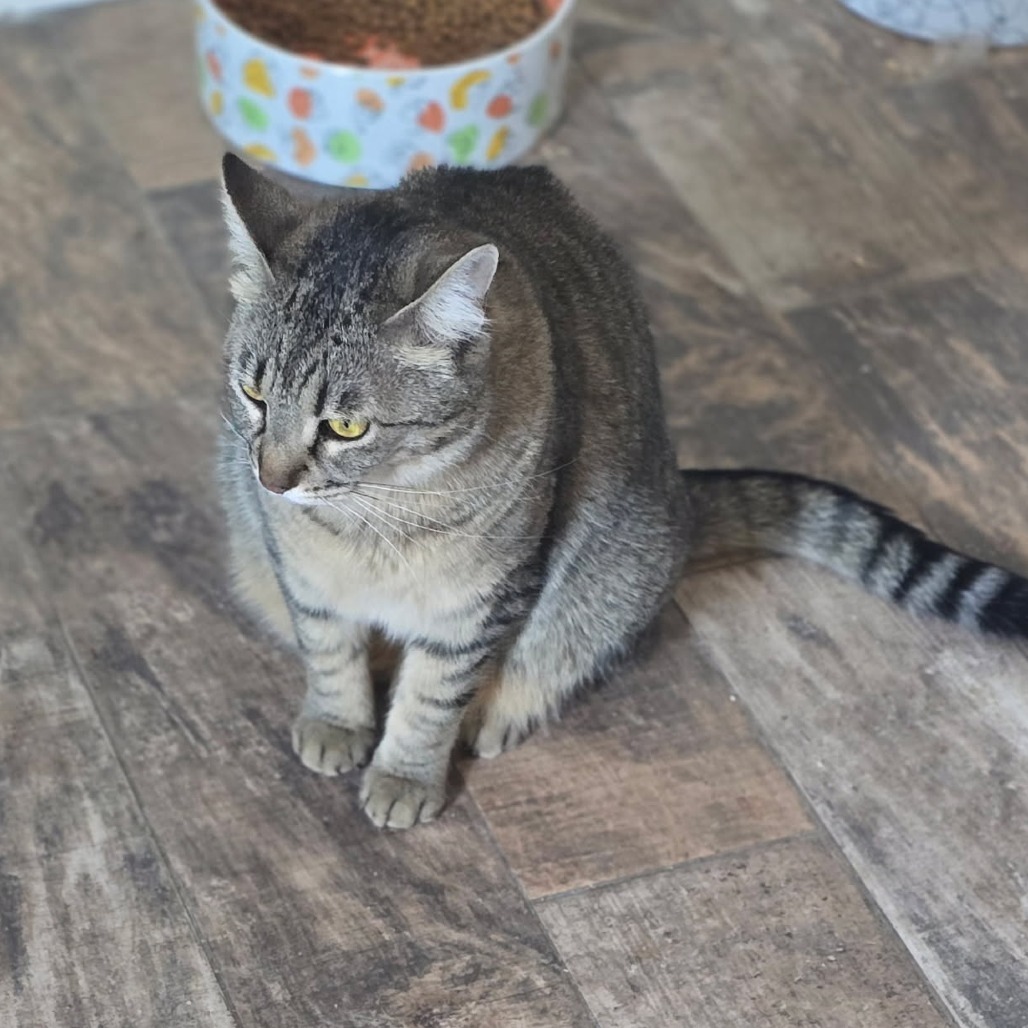 Whiskas, an adoptable Domestic Short Hair in Midland, TX, 79701 | Photo Image 2