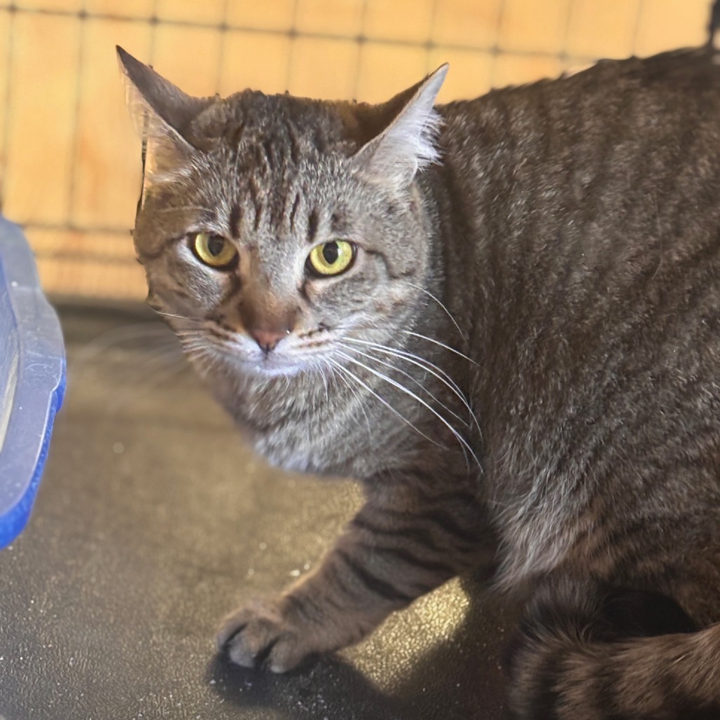 Whiskas, an adoptable Domestic Short Hair in Midland, TX, 79701 | Photo Image 3