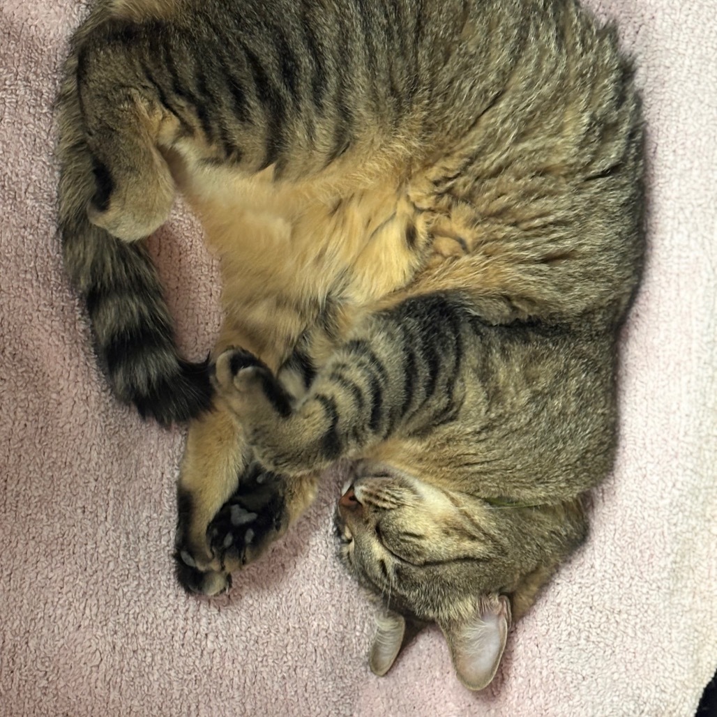 Whiskas, an adoptable Domestic Short Hair in Midland, TX, 79701 | Photo Image 4