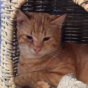 Iggy, Young Male Domestic Short Hair